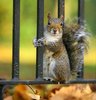 Squirrel Building Fence.jpg