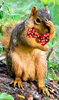 squirrel 2a.png