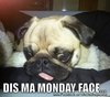 Monday pug.jpg