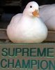 supreme champion.jpg