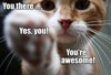 Thankyou-cat-1.jpg