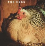 for eggs.jpg