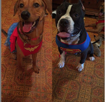 halloween pups.png