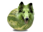 meloncollie.jpg