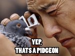 yup_thats_a_pigeon.jpg