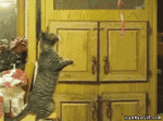 funny-gif-cat-fall-playing-ribbons.gif