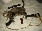 catgun.png