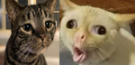 catscatscats.png