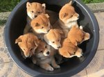 puppies in a basket.jpg