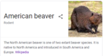 americanbeaver.PNG