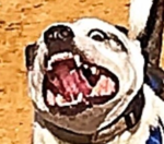 dog.png