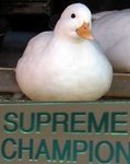 supreme champion.jpg