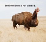 buffalo chicken.jpg