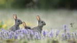 EuropeanRabbits_DE-DE0147515830_1920x1080.jpg