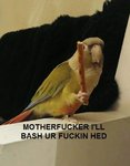 bash ur fuckin hed.jpg