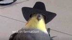 what in tarnation.jpeg