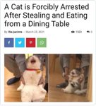 cat arrested.jpg