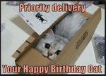 birthday-cat-funny.jpg