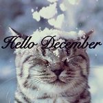 289400-Hello-December-Cute-Cat-In-The-Snow.jpg