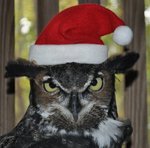 owl-santa-hat-e1510387292625.jpg