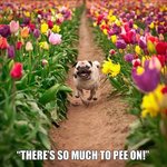 tulip-fields-bring-all-kinds-of-happiness.jpg