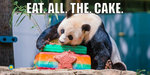 panda-eat-all-the-cake_0.jpg