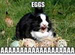 eggs-happy-easter-meme.jpg