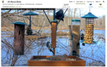 Screenshot 2023-02-27 at 09-26-39 Cornell FeederWatch Cam.png