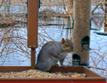 Screenshot 2023-02-27 at 11-03-31 Cornell FeederWatch Cam.png