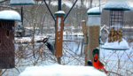 Screenshot 2023-02-28 at 08-18-12 Cornell FeederWatch Cam.png