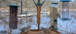 Screenshot 2023-03-01 at 08-56-09 Cornell FeederWatch Cam.png