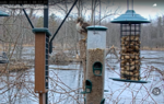 Screenshot 2023-03-09 at 09-30-26 Cornell FeederWatch Cam.png