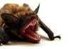 scary-bat-small.jpg