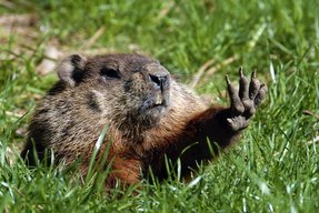 Marmota Monax