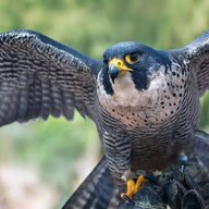 Peregrine