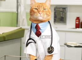 DrCatMD