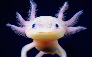 AxolotlBile