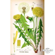 Taraxacum