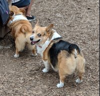 corgi