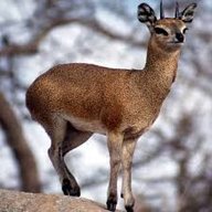 klipspringer