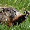 Marmota Monax