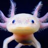 AxolotlBile