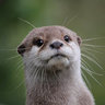 perpetualotter