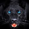 Panthera