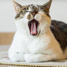 HugeCatYawn