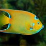 angelfish7448