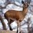 klipspringer